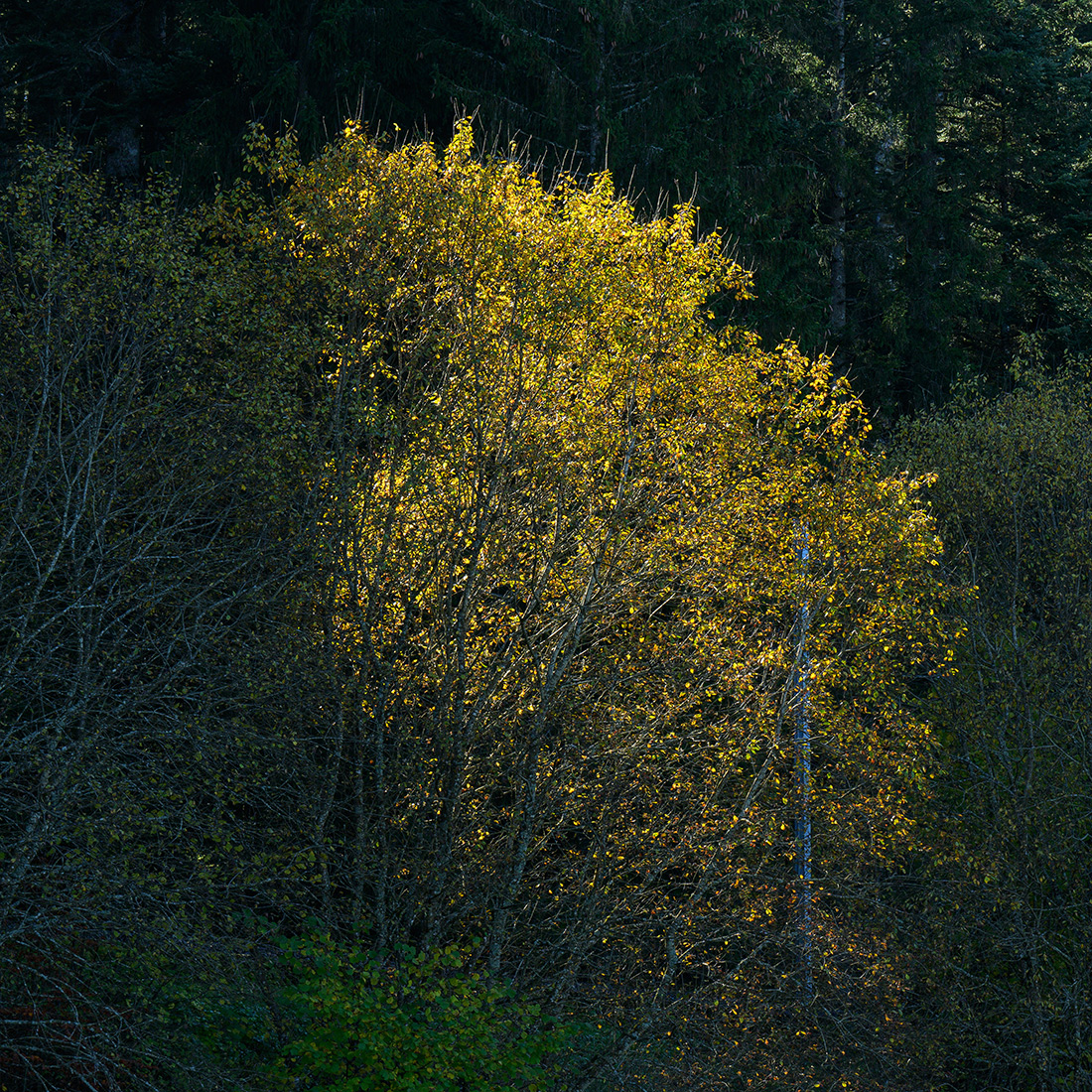 Herbst_Z7A_9061.jpg