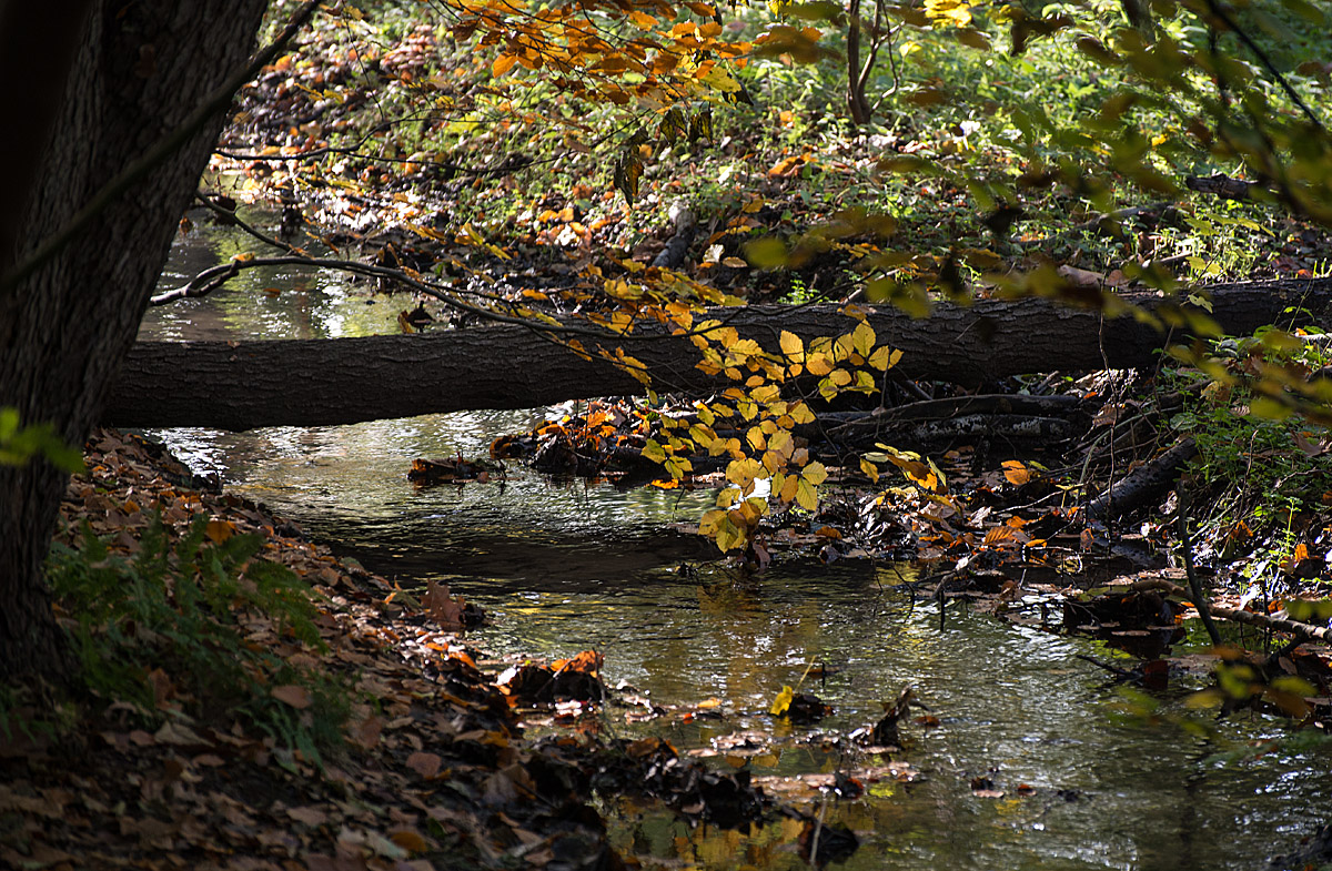 Herbstbach