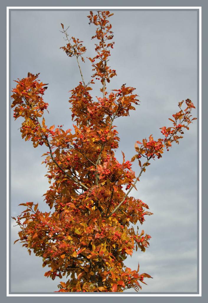 Herbstbaum 01 - Impressionen 2oo8
