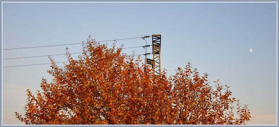 Herbstbaum 02 - Impressionen 2oo8