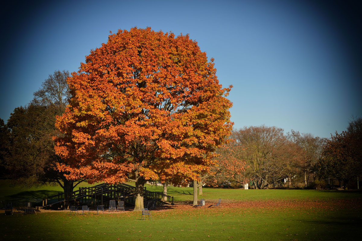 herbstbaum vignette kl
