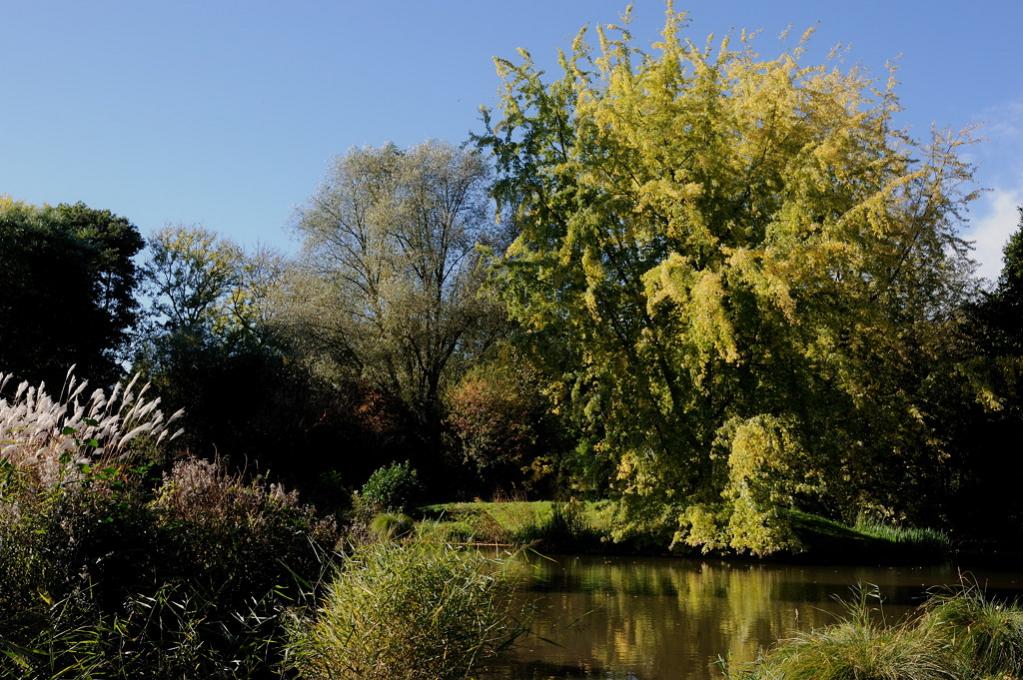 herbstbaum3