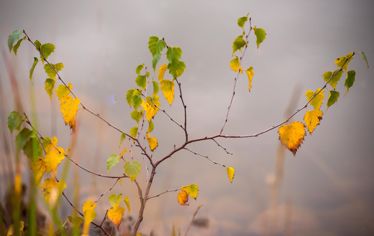Herbstbirke 2.jpg