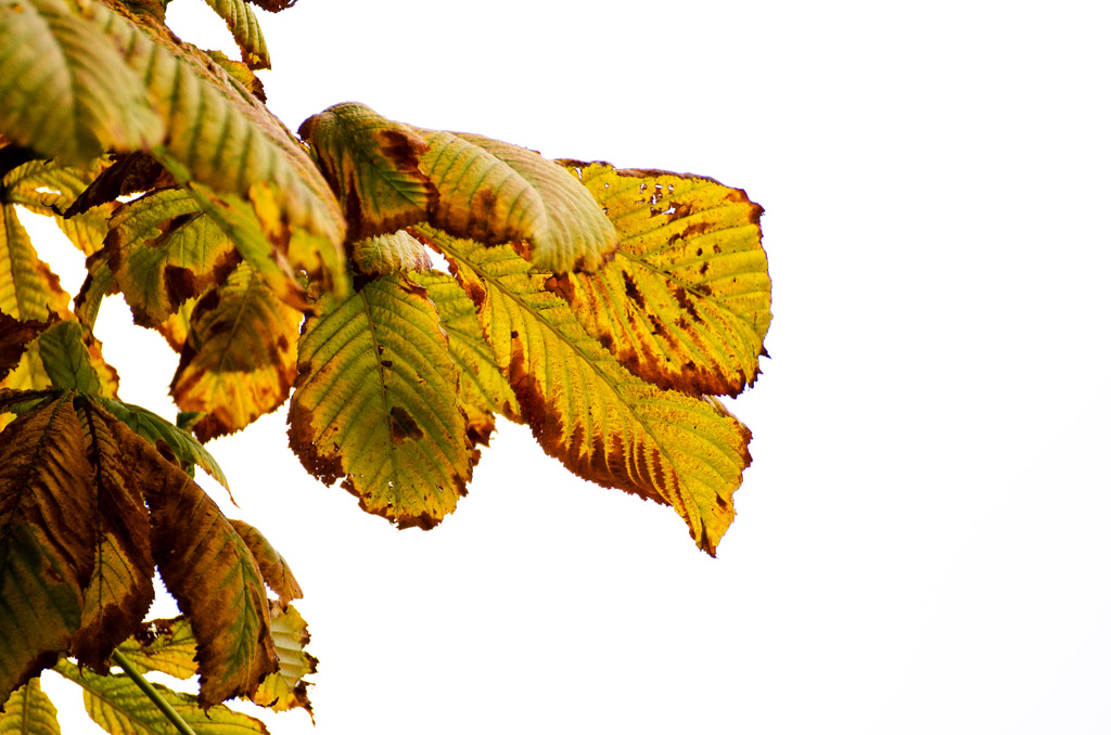 Herbstblätter