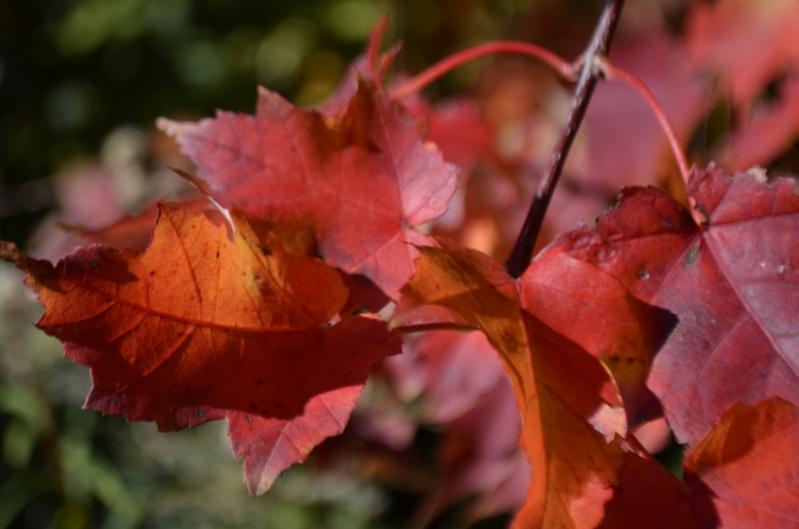 Herbstblätter