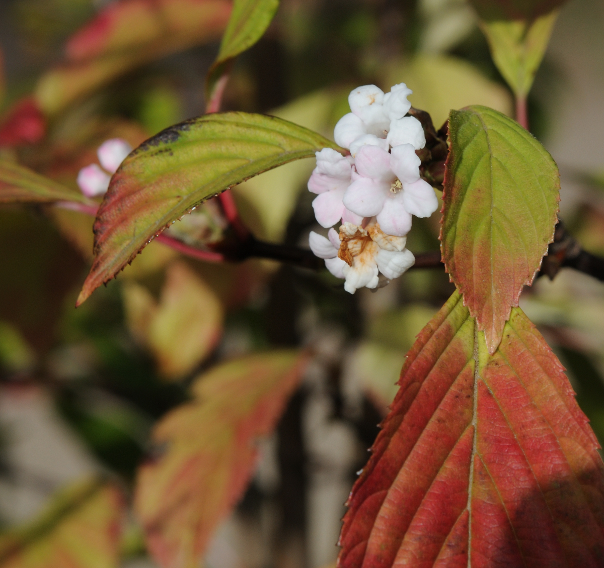 Herbstblüte