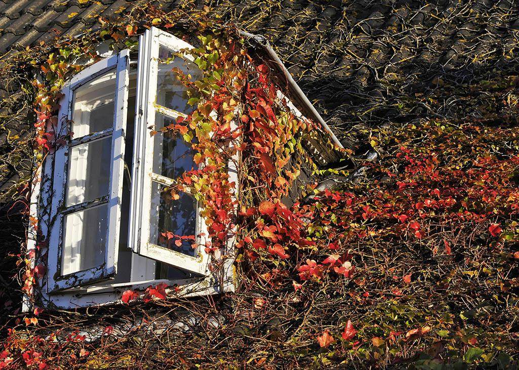 herbstblaetter
