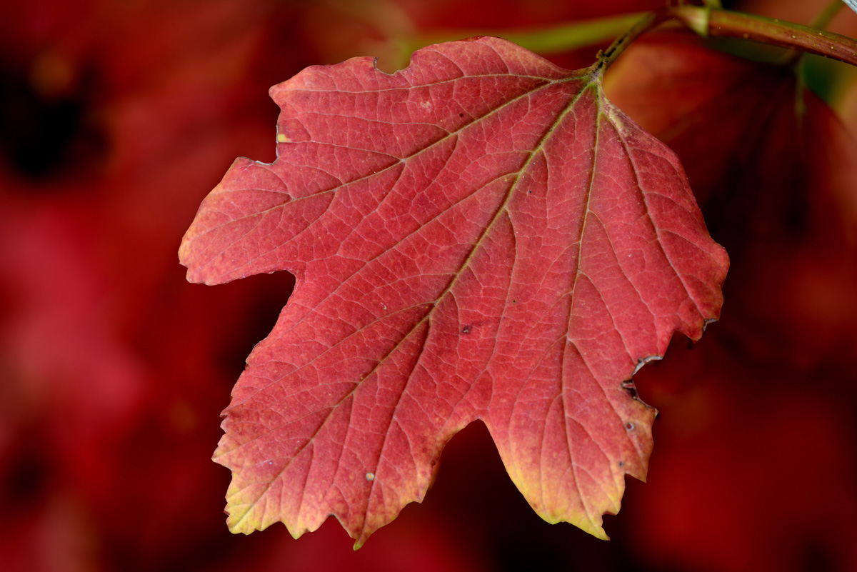 herbstblatt 1200