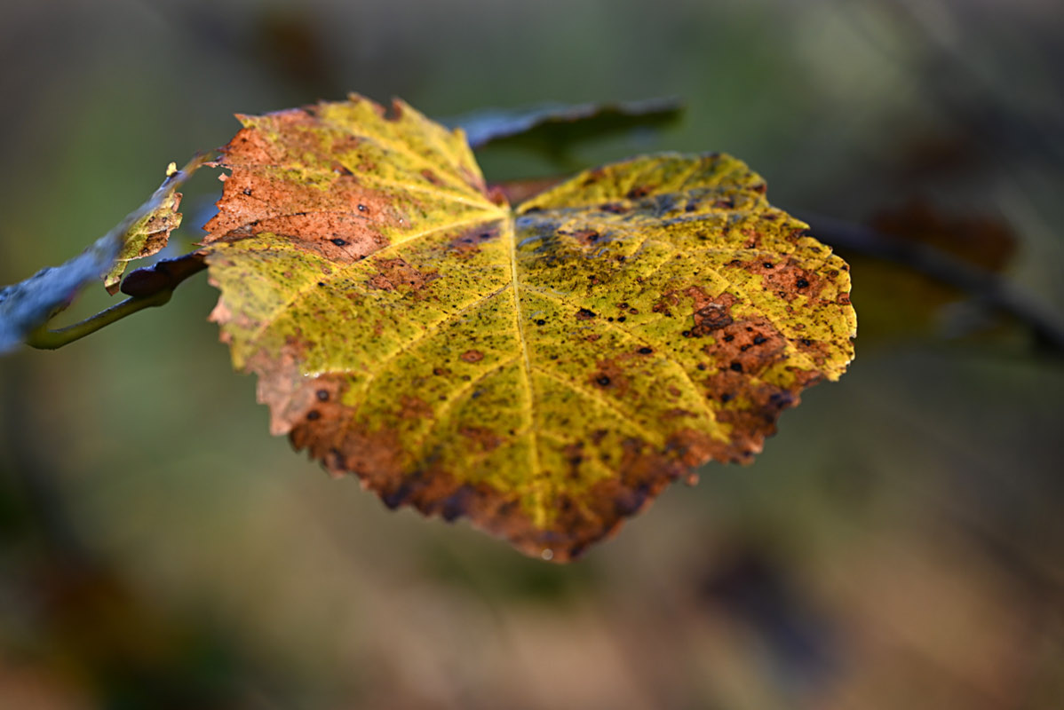 Herbstblatt.jpg