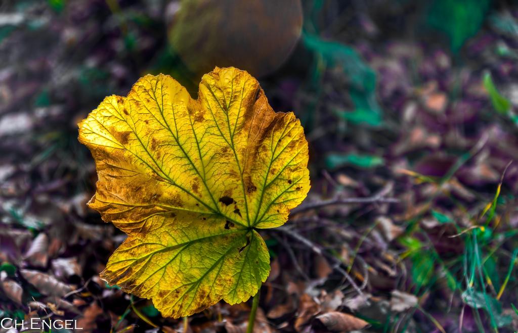 Herbstblatt