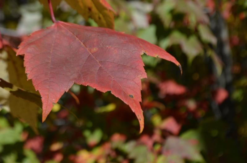 Herbstblatt