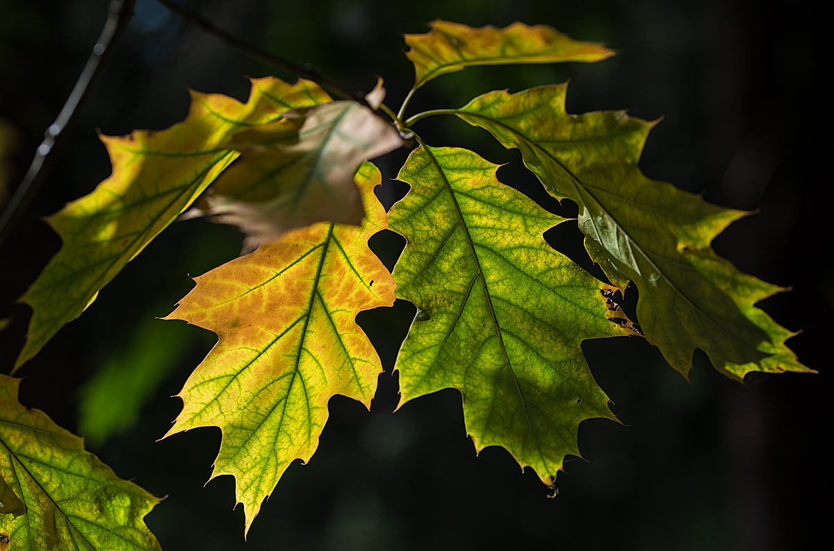 Herbstblatt