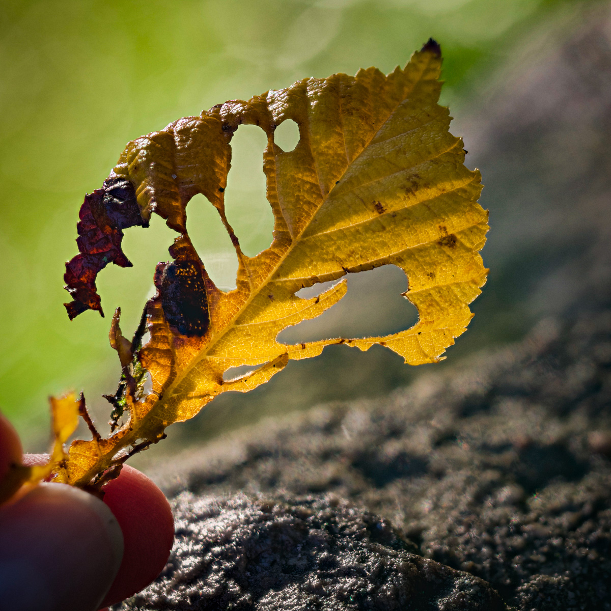 Herbstblatt