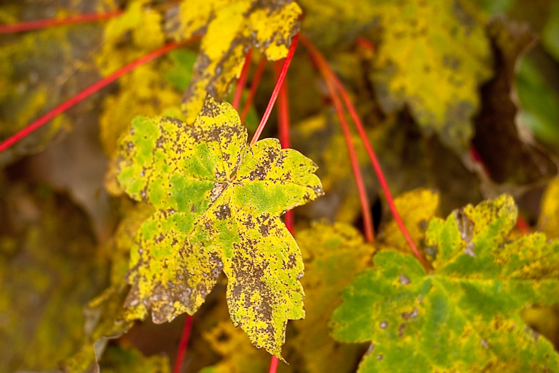 Herbstblatt