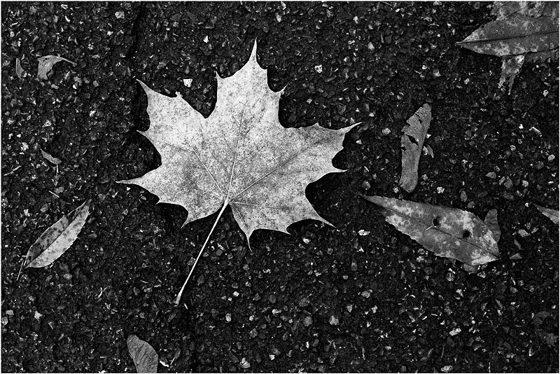 Herbstblatt
