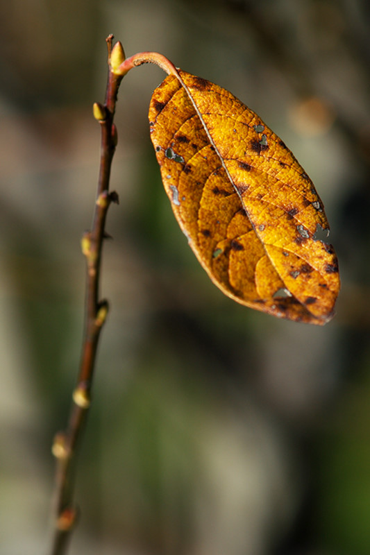 Herbstblatt
