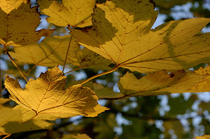 herbstblatt06