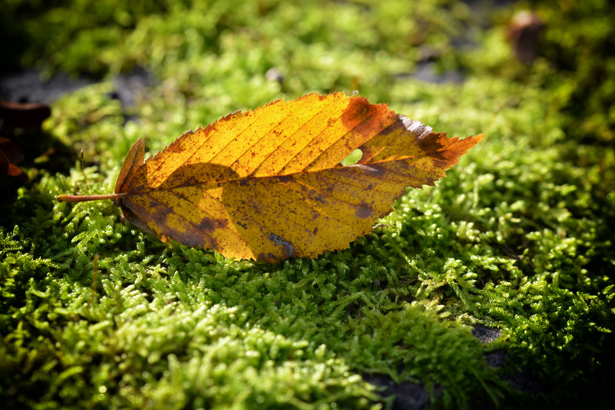 herbstblatt_1200.jpg