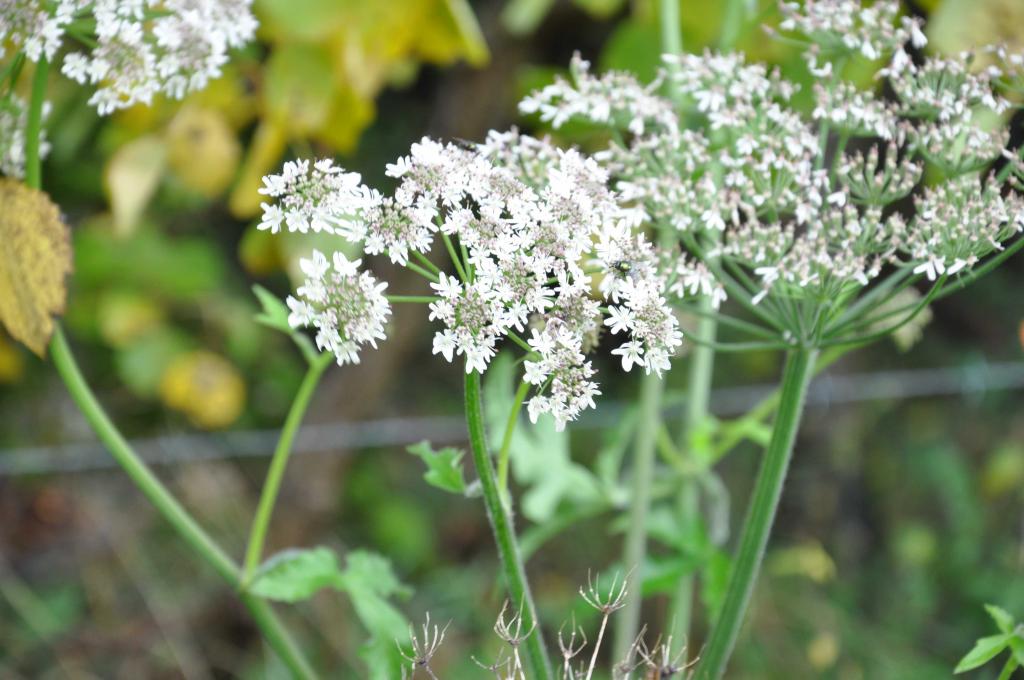 Herbstblume