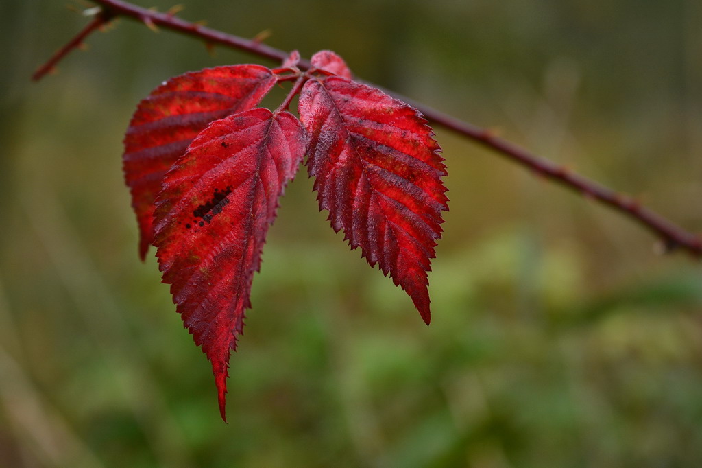 Herbstbrombeere
