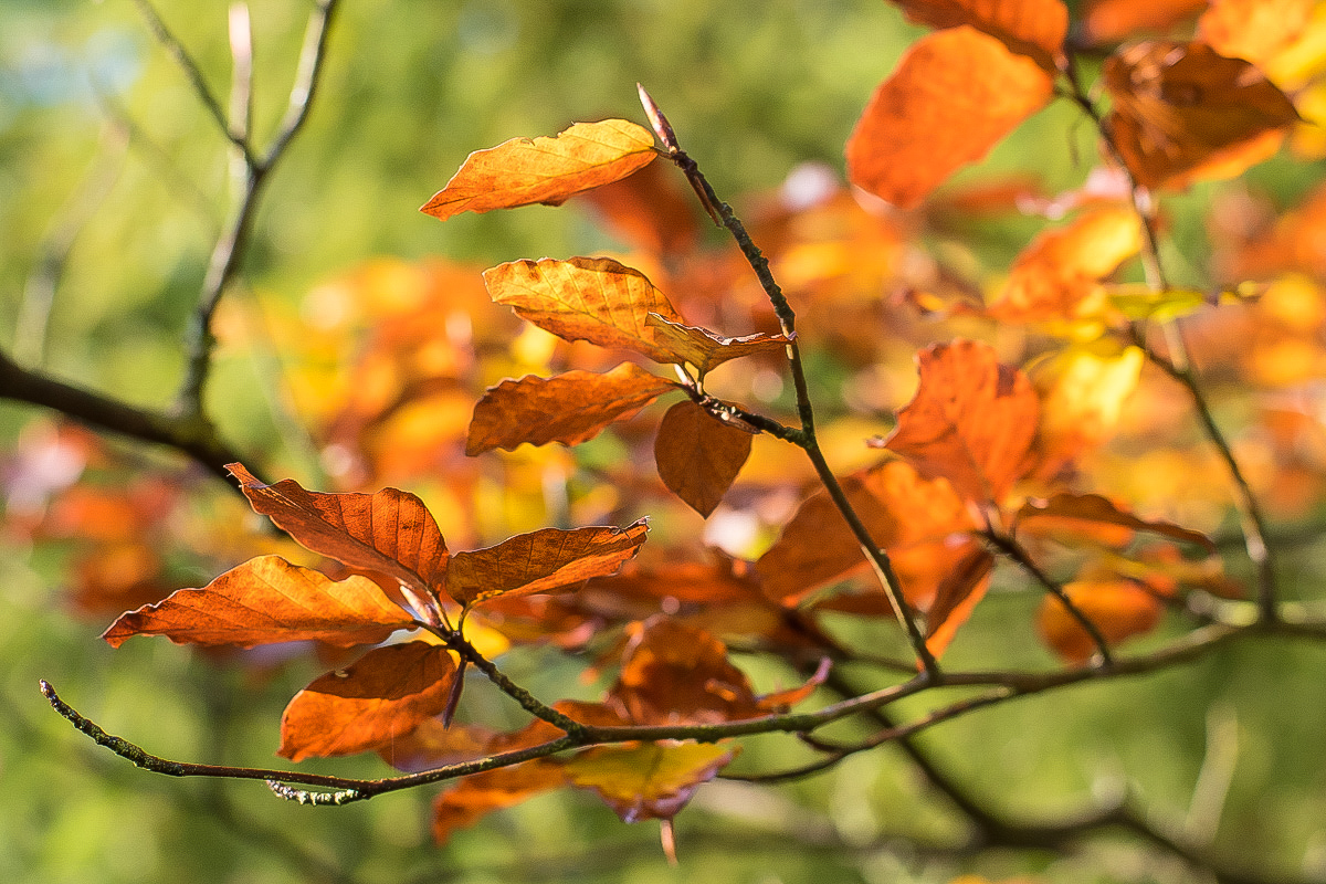 Herbstbuchen (1 von 1).JPG