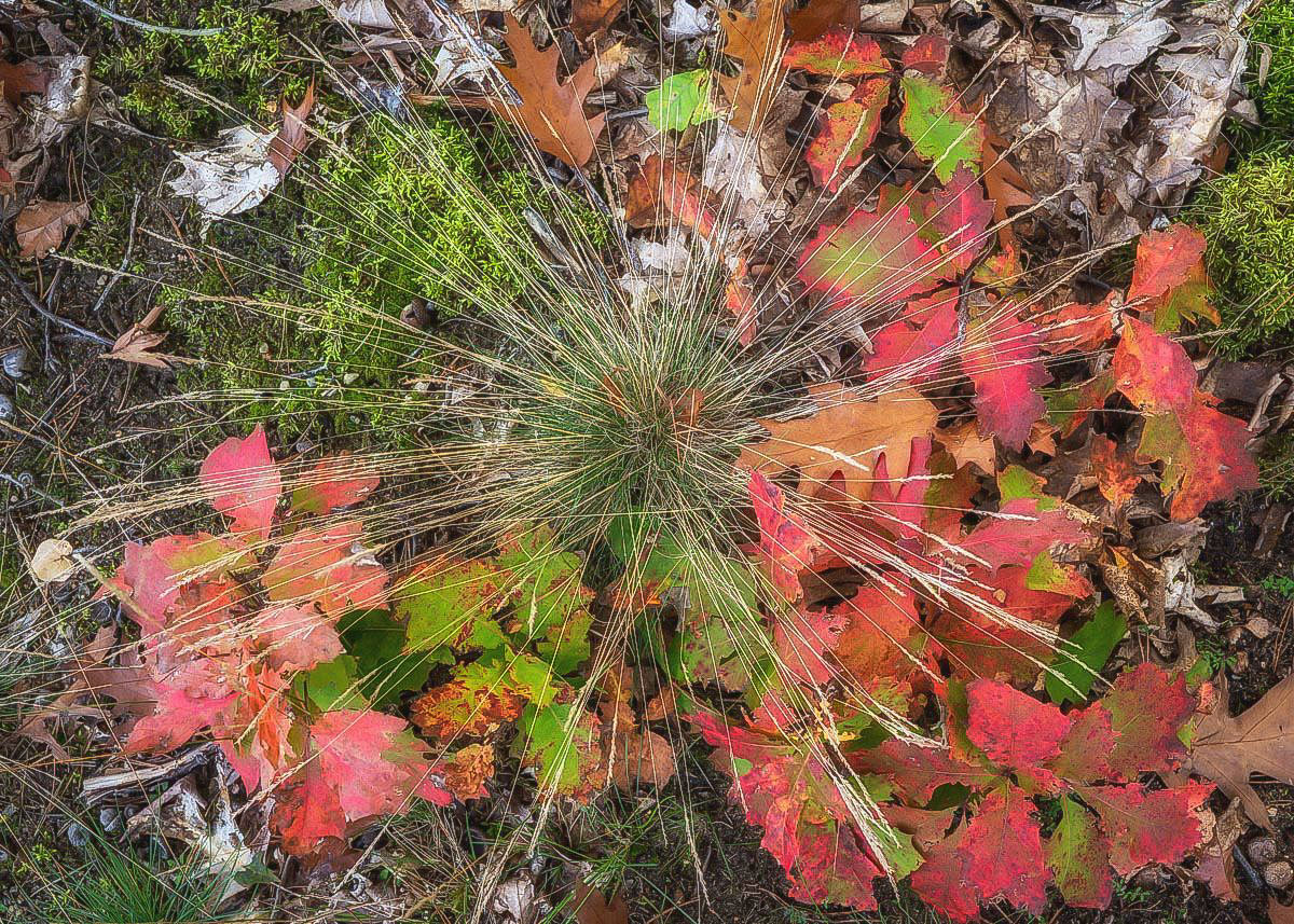 Herbstbunt (1 von 1).jpg
