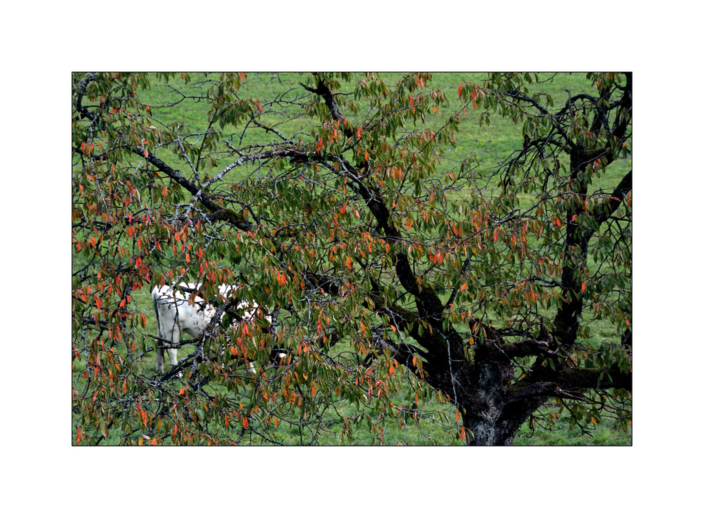 HerbstDSC 6470