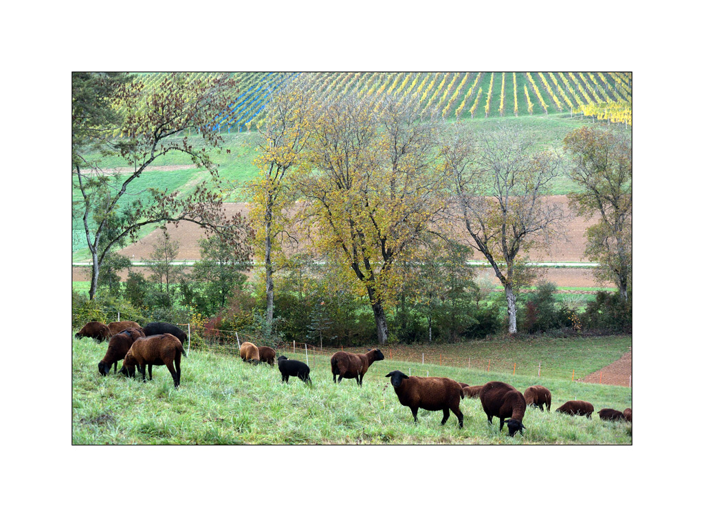 HerbstDSC 6479