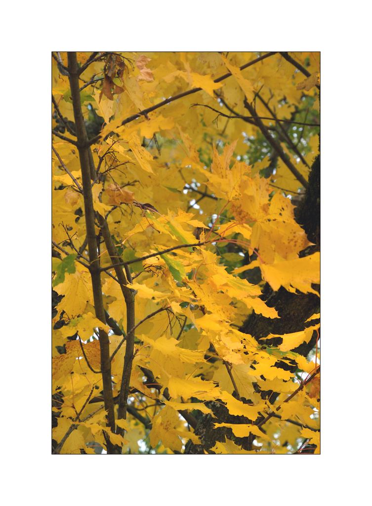 HerbstDSC 6482