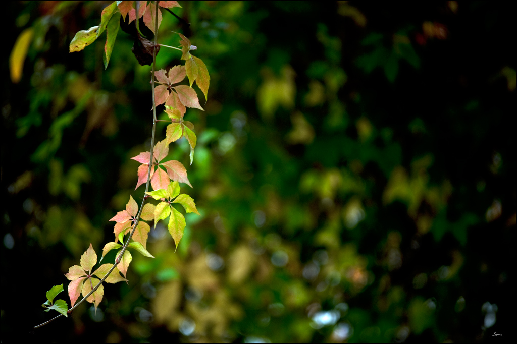 HerbstDSC 7245