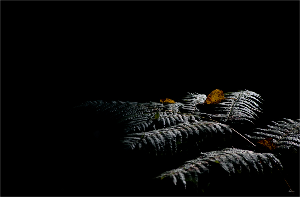 HerbstDSC 7636
