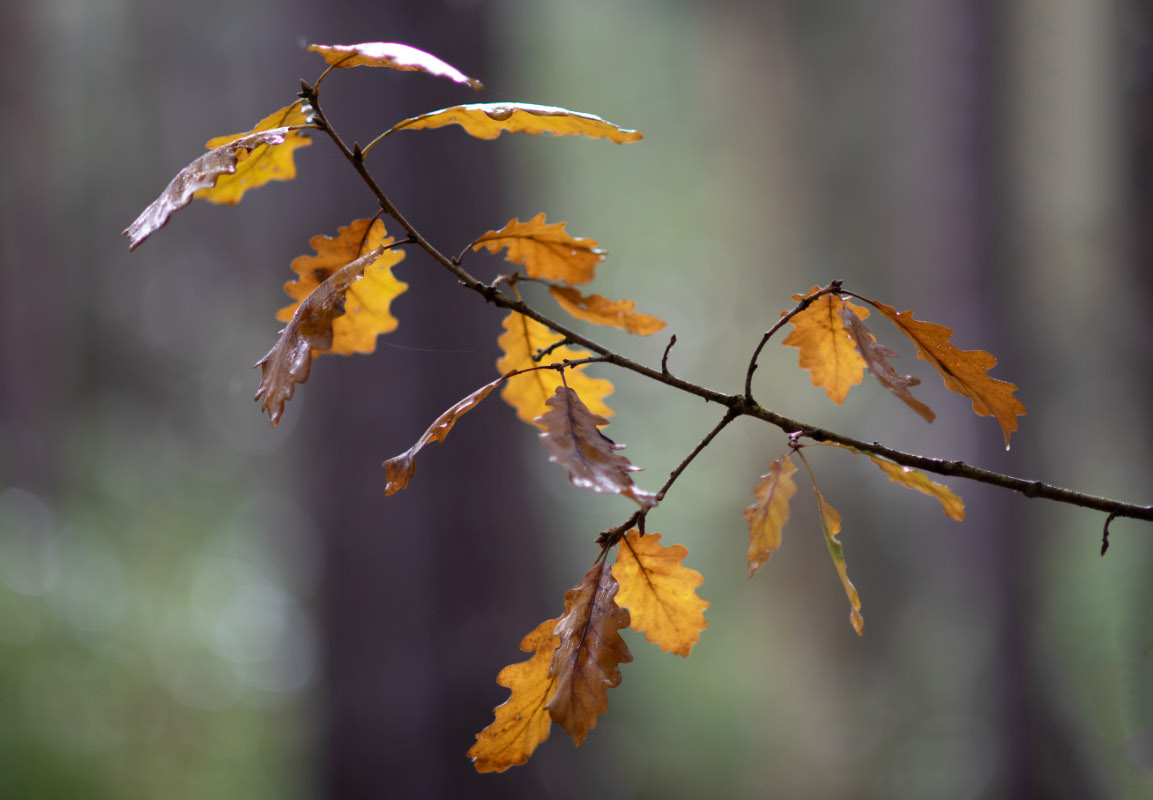 Herbsteiche.jpg
