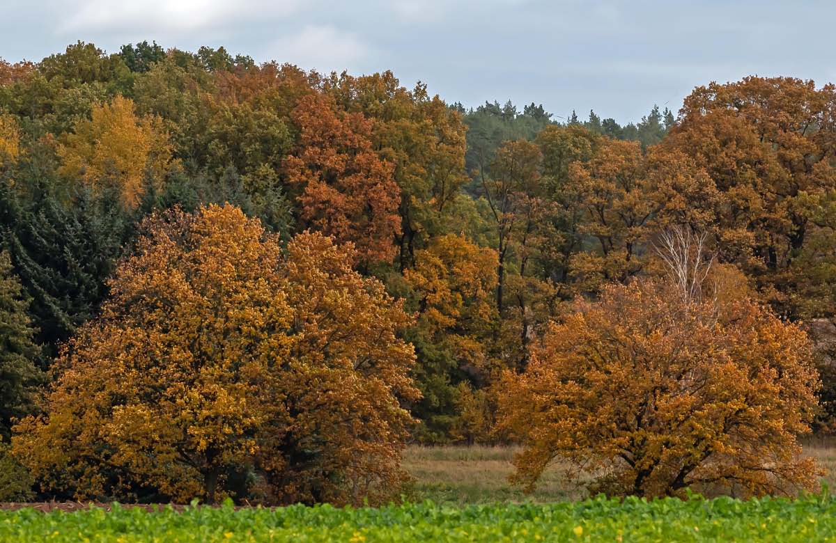 Herbsteichen.jpg