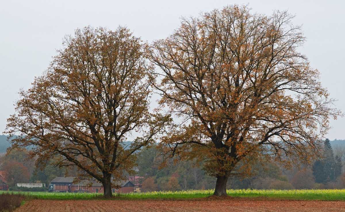 Herbsteichen.jpg