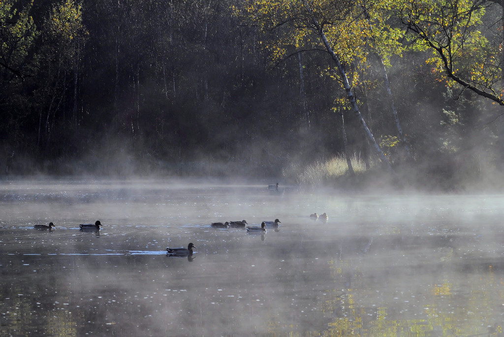 Herbstenten3