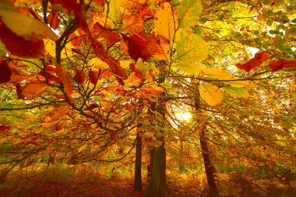 Herbstfarbe