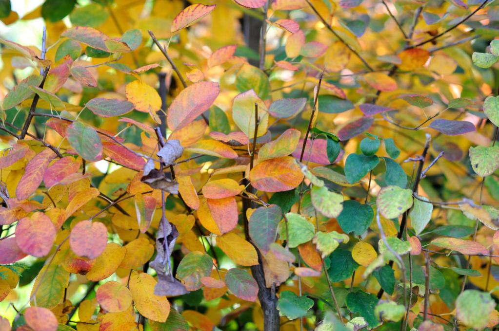 Herbstfarben 051