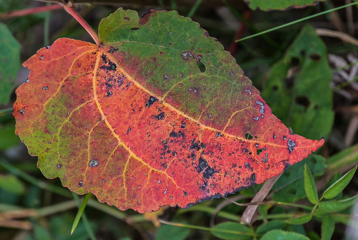Herbstfarben (1 von 1).JPG