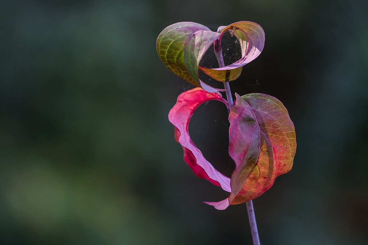 Herbstfarben (1 von 1).JPG