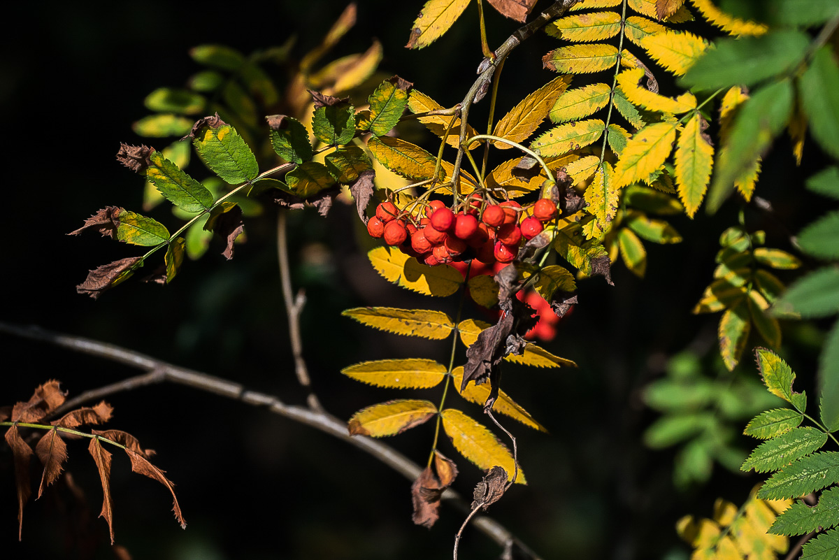 Herbstfarben (1 von 1).jpg