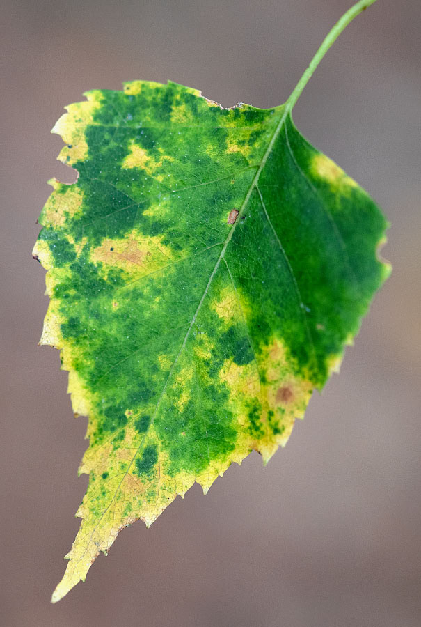 Herbstfarben 2.jpg