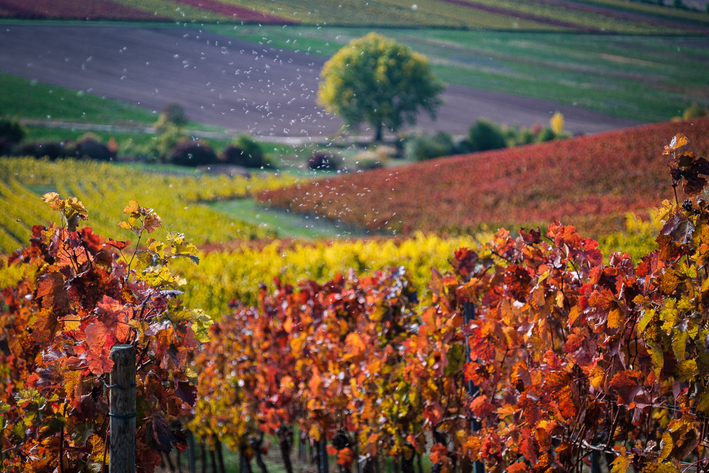 Herbstfarben-4305.jpg