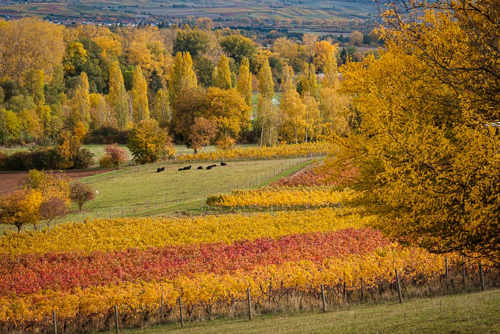 Herbstfarben-4333.jpg