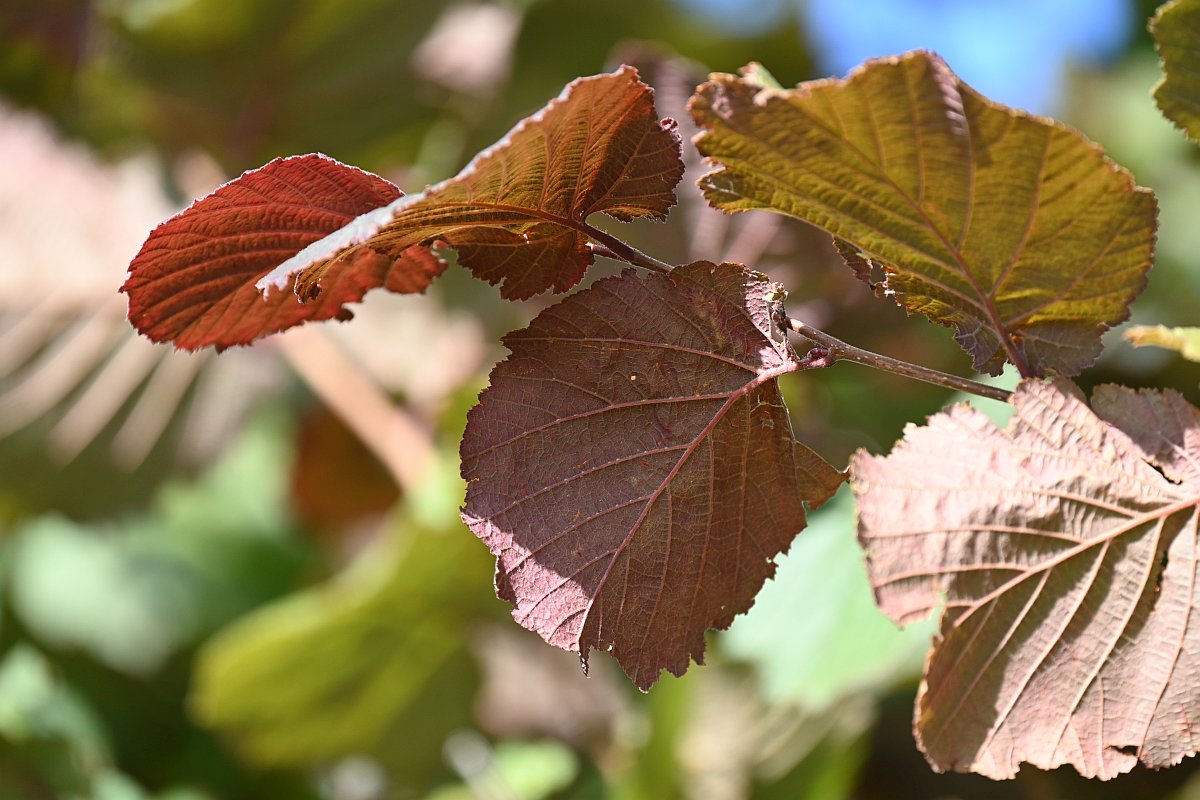 Herbstfarben im Sommer.jpg