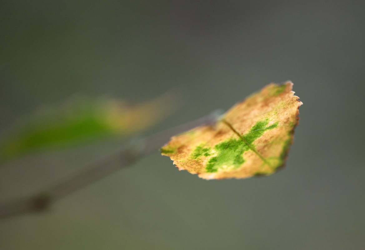 Herbstfarben.jpg
