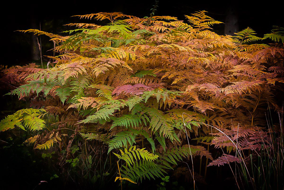 Herbstfarn (1 von 1).JPG