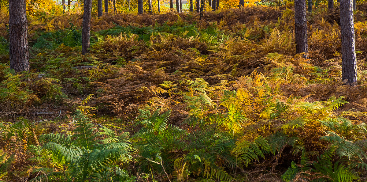 Herbstfarn (1 von 1).JPG