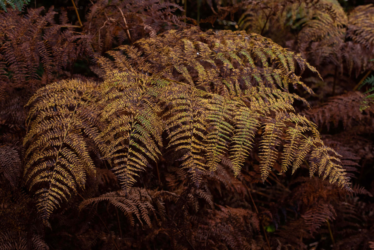 Herbstfarn 1_bearbeitet-1.jpg
