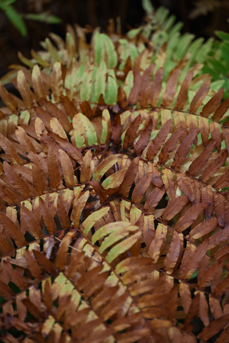 Herbstfarn