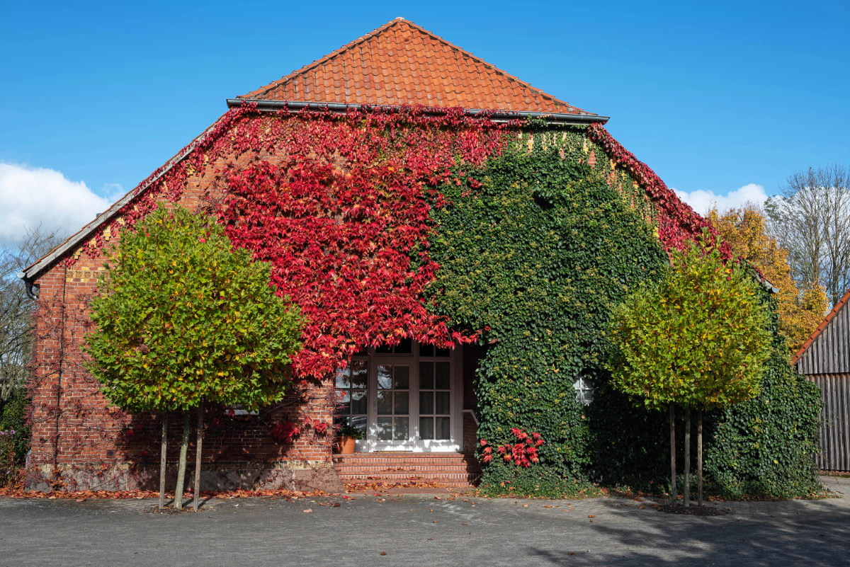 Herbstfassade 1.jpg